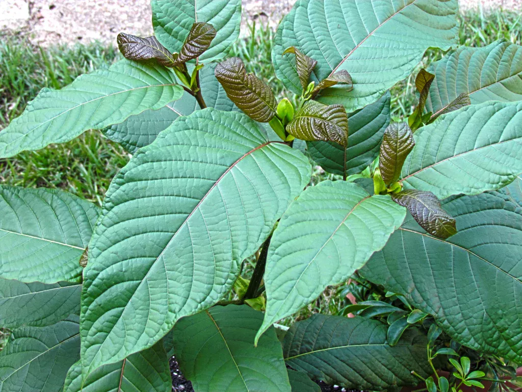 kratom capsules
